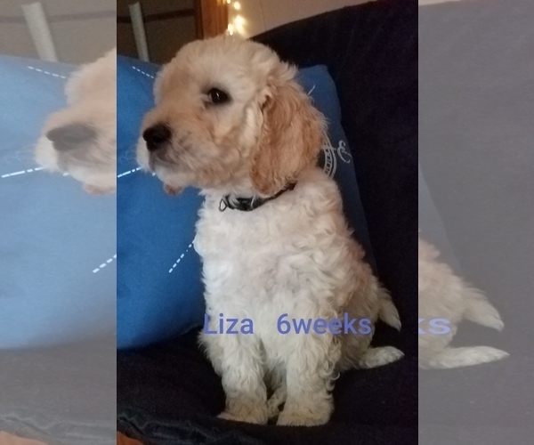 Medium Photo #2 Goldendoodle Puppy For Sale in EAST POINT, GA, USA