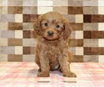 Small #2 Cavapoo (Miniature)