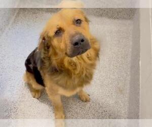 Golden Shepherd Dogs for adoption in Houston, TX, USA