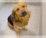 Small Golden Shepherd