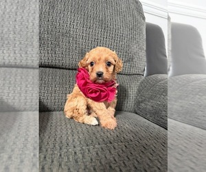 Cavapoo (Toy) Puppy for sale in JEFFERSONVILLE, IN, USA