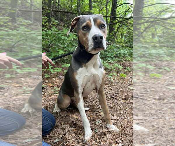 Medium Photo #4 Mutt Puppy For Sale in Clarkesville, GA, USA