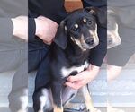 Small #3 Mutt