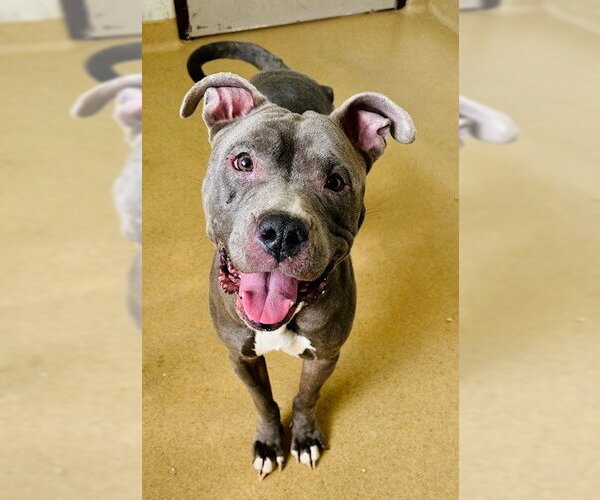 Medium Photo #1 American Pit Bull Terrier Puppy For Sale in Derwood, MD, USA