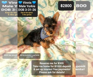 Yorkshire Terrier Puppy for sale in TUCSON, AZ, USA