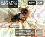 Small Yorkshire Terrier