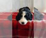Small Photo #1 Bernedoodle Puppy For Sale in SPRINGFIELD, IL, USA