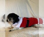 Small Photo #1 Shih Tzu Puppy For Sale in Middlesex, NC, USA