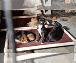 Small #4 Chihuahua Mix