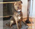 Small #7 Labrador Retriever Mix