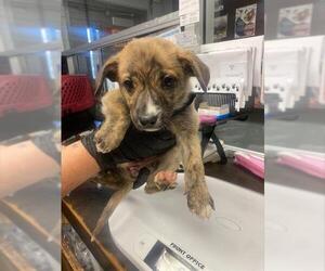 German Shepherd Dog-Unknown Mix Dogs for adoption in Stockton, CA, USA