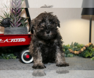 Medium Schnauzer (Miniature)