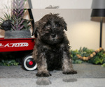 Puppy Richard Schnauzer (Miniature)