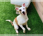 Small Anatolian Shepherd Mix
