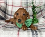 Small Photo #4 Dachshund Puppy For Sale in CEDAR LANE, PA, USA