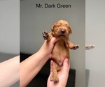 Small #6 Golden Retriever