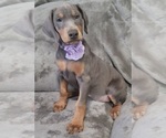 Small Photo #6 Doberman Pinscher Puppy For Sale in POMEROY, OH, USA