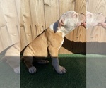Small Photo #2 American Bulldog Puppy For Sale in RIVERSIDE, CA, USA