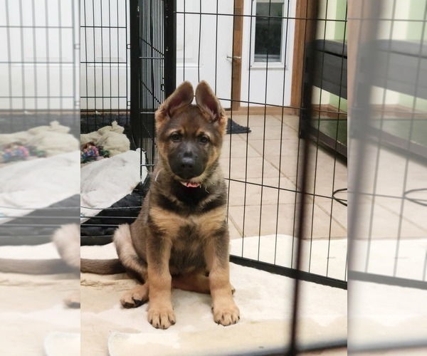 Medium Photo #7 German Shepherd Dog Puppy For Sale in SAINT CROIX FALLS, WI, USA