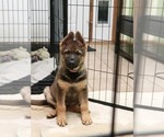 Small #3 German Shepherd Dog