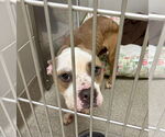Small #2 Bulldog Mix
