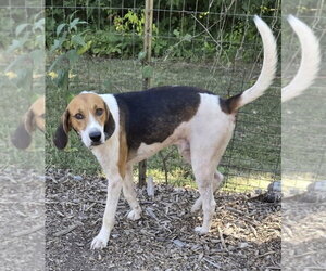 Mutt Dogs for adoption in Rustburg, VA, USA