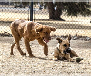 June Carter - Female Golden Shepherd Dog for Adoption - Photo #23