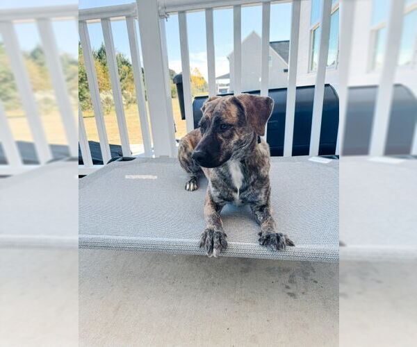Medium Photo #2 Plott Hound-Unknown Mix Puppy For Sale in Holly Springs, NC, USA
