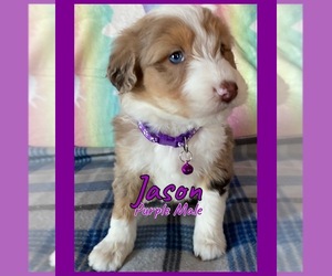 Aussie-Poo Puppy for sale in FREMONT, MI, USA
