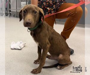 Colonial Cocker Spaniel-Labrador Retriever Mix Dogs for adoption in Washington, DC, USA