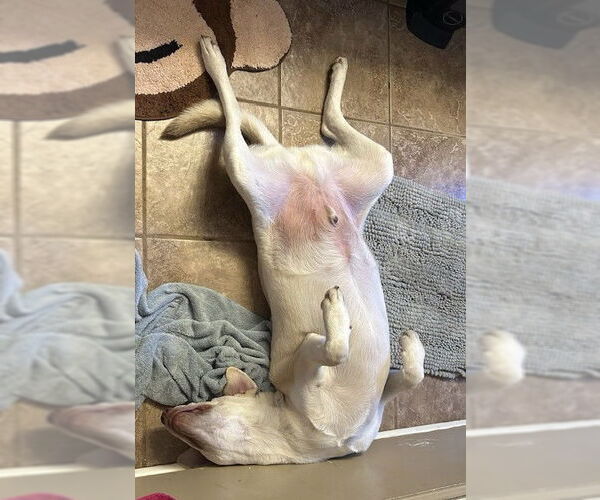 Medium Photo #4 Retriever -Unknown Mix Puppy For Sale in Wetumpka, AL, USA