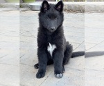 Puppy Red Boy Belgian Sheepdog