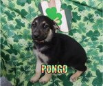 Image preview for Ad Listing. Nickname: Pongo
