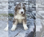 Small #2 Aussiedoodle