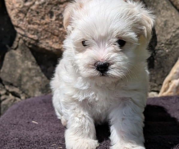 Medium Photo #6 Havanese Puppy For Sale in GOSHEN, IN, USA