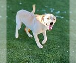 Small #1 Labrador Retriever Mix