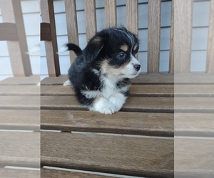 Pembroke Welsh Corgi-Poodle (Miniature) Mix Puppy for sale in LEBANON, MO, USA