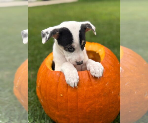 Medium Photo #4 Siberian Husky-Unknown Mix Puppy For Sale in New London, WI, USA