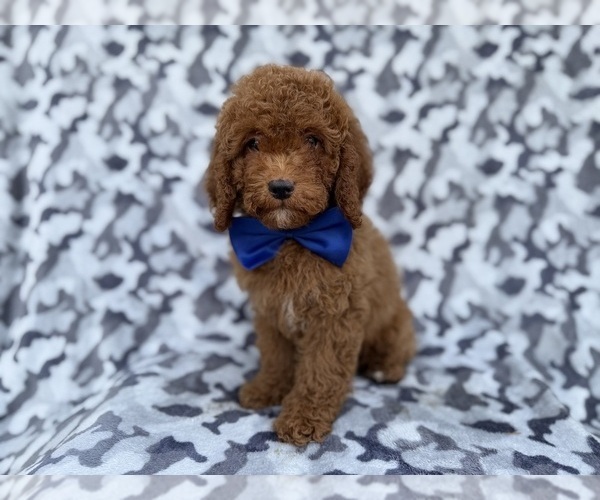 Medium Photo #7 Cock-A-Poo Puppy For Sale in LAKELAND, FL, USA