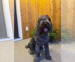 Small Photo #1 Labradoodle Puppy For Sale in ARIEL, WA, USA