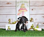 Puppy Sullivan Chihuahua
