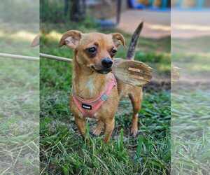 Chihuahua-Unknown Mix Dogs for adoption in Greenville, SC, USA