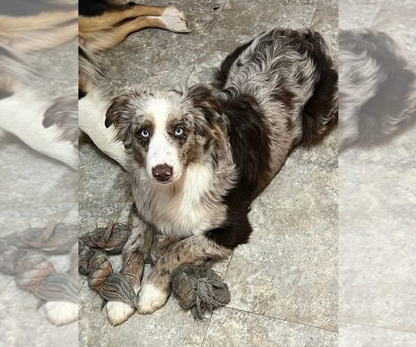 Medium Photo #1 Australian Shepherd Puppy For Sale in NELSON, VA, USA
