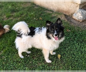 Pomeranian Puppy for sale in KIRKWOOD, PA, USA