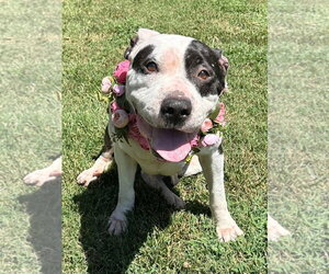 Clarabelle - Female American Pit Bull Terrier-Unknown Mix Dog for Adoption - Photo #5