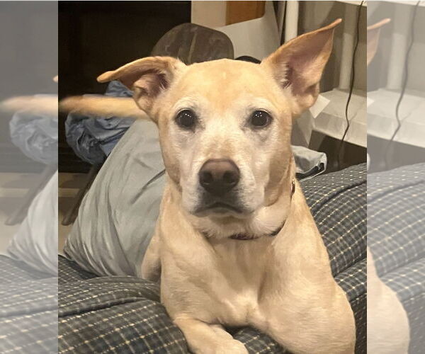 Medium Photo #2 Mutt Puppy For Sale in St. Louis Park, MN, USA