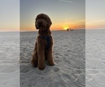 Small #34 Goldendoodle