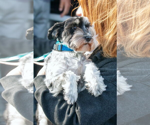 Medium Photo #9 Miniature Schnauzer-Unknown Mix Puppy For Sale in Oakhurst, NJ, USA