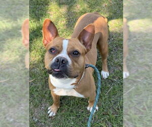 Staffordshire Bull Terrier Dogs for adoption in Fort Lauderdale, FL, USA