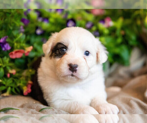 Australian Shepherd Puppy for sale in WESTFIELD, MA, USA